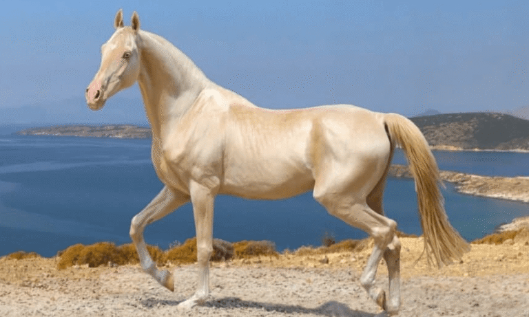 The Most Expensive Horses Ever Sold at Auction